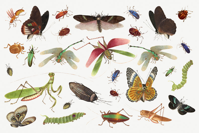 蝴蝶蚱蜢和昆虫