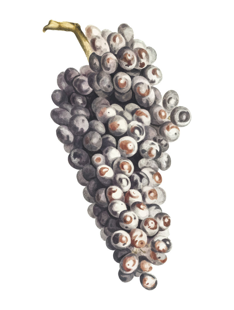 一束葡萄的经典插图