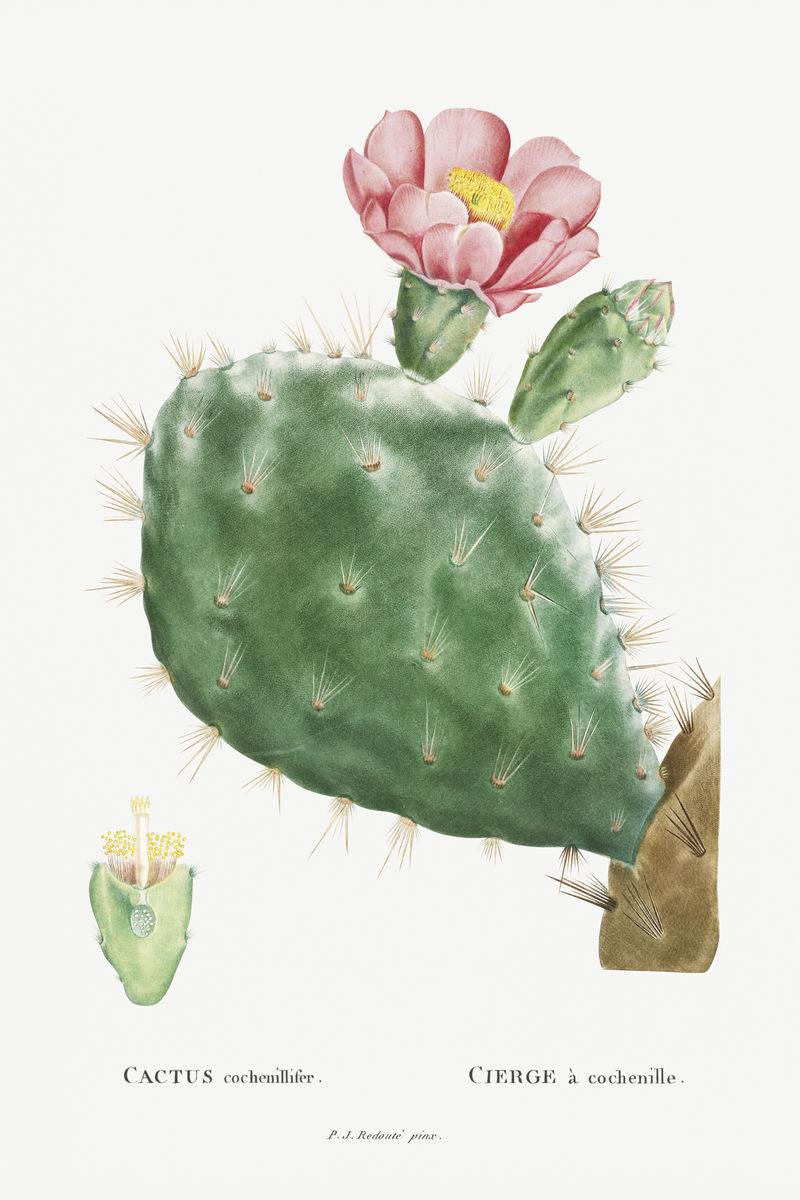 Cactus cochenillifer复古插画墙壁艺术印刷品和海报设计由Pierre Joseph Redout原创作品混合而成\u0026eacute；
