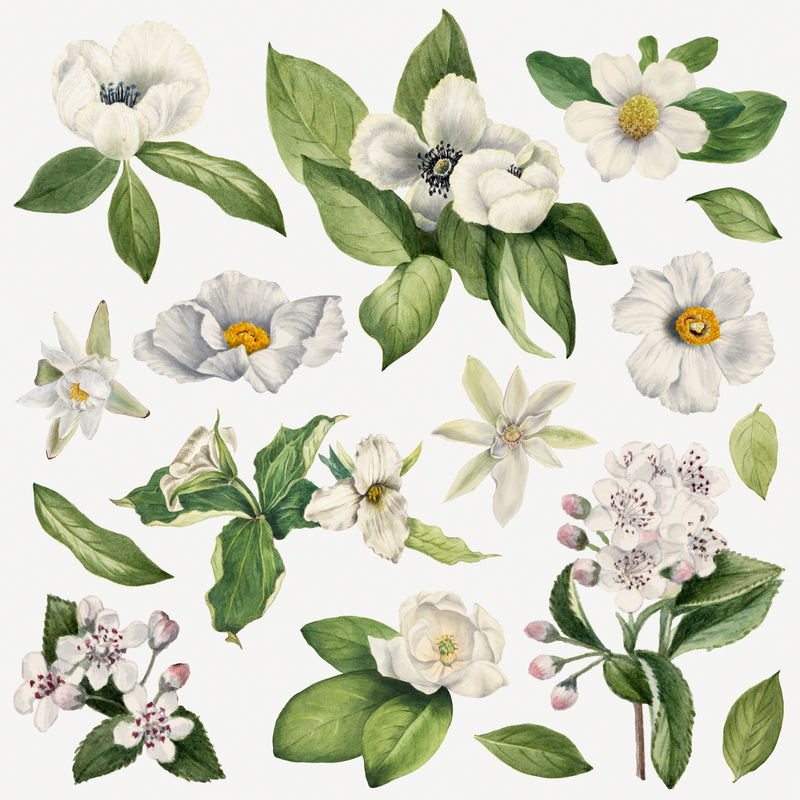 白花植物插画