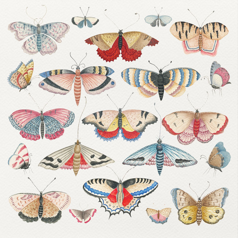 复古psd蝴蝶和蛾子水彩套装从史密森尼档案馆18世纪的艺术品中混合而成