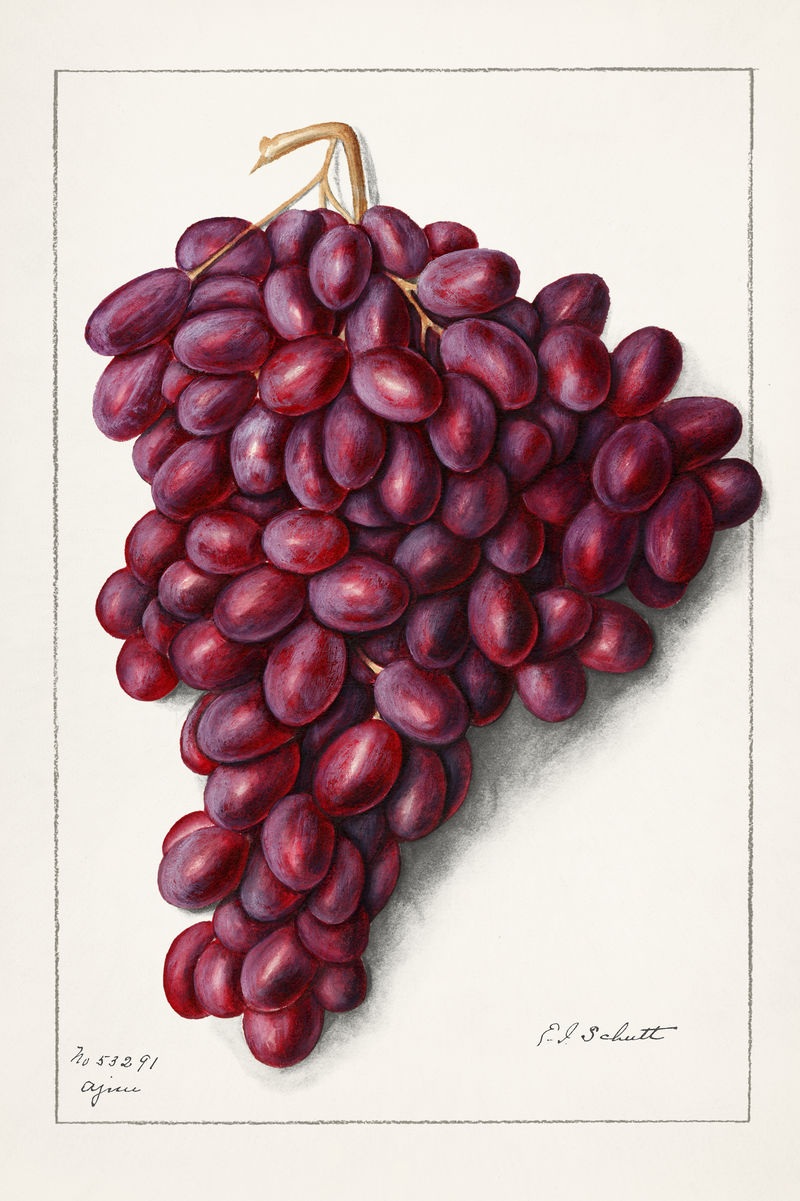 葡萄酒串红葡萄插图模型