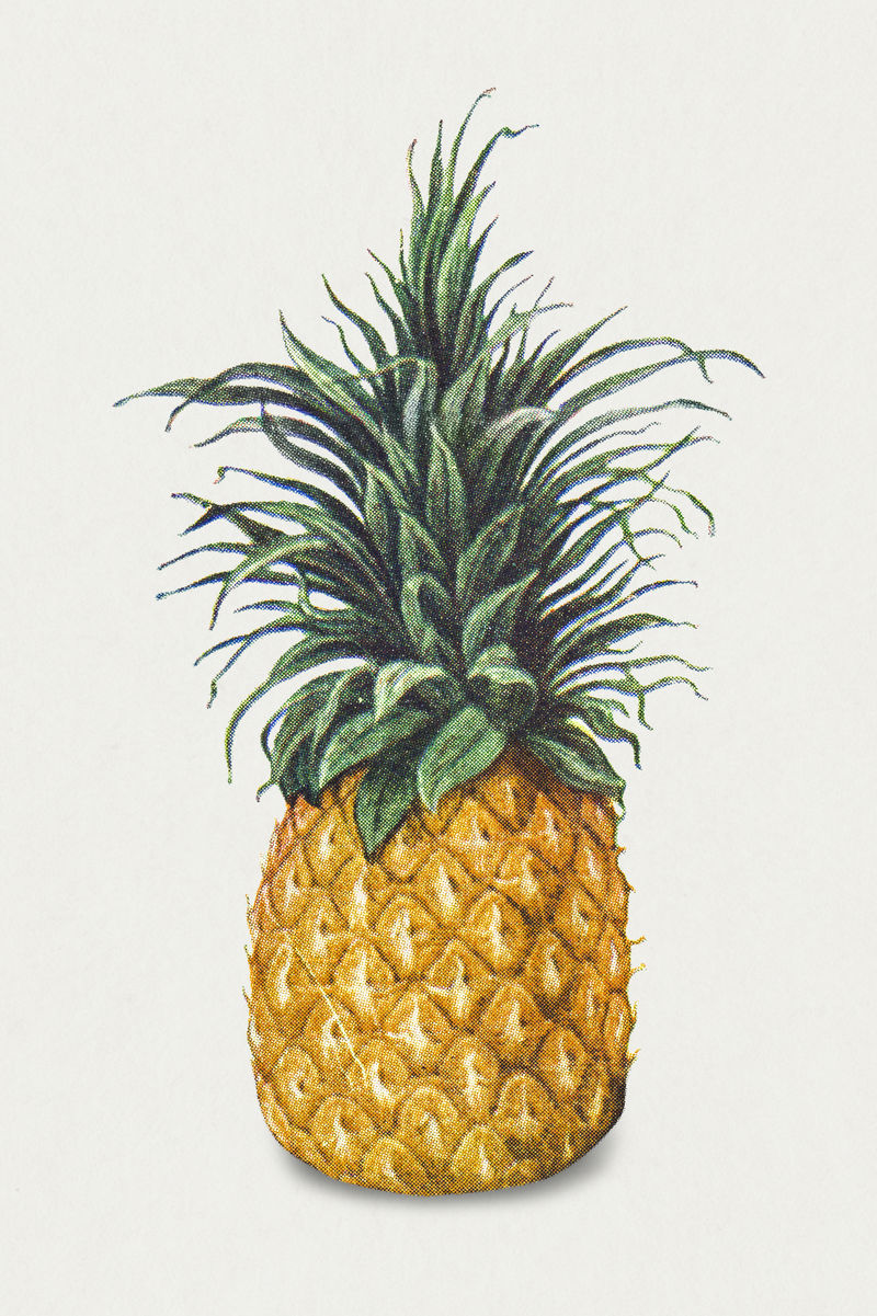 复古手绘菠萝插画