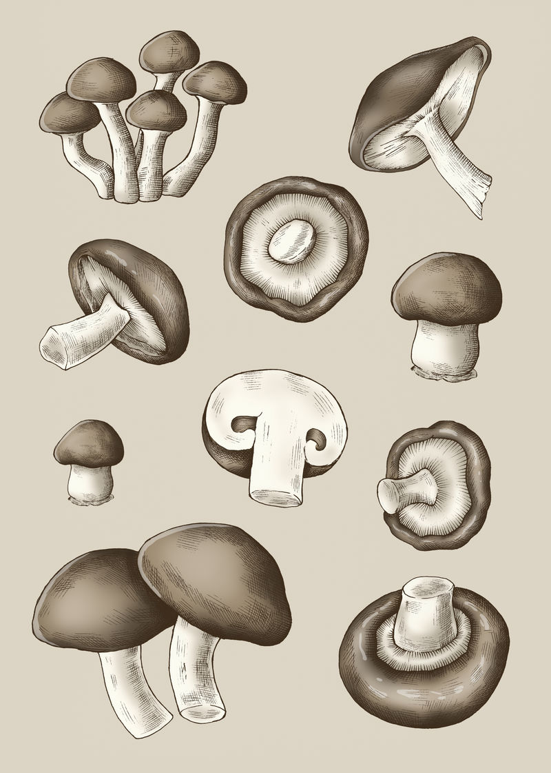 新鲜的有机蘑菇米色背景