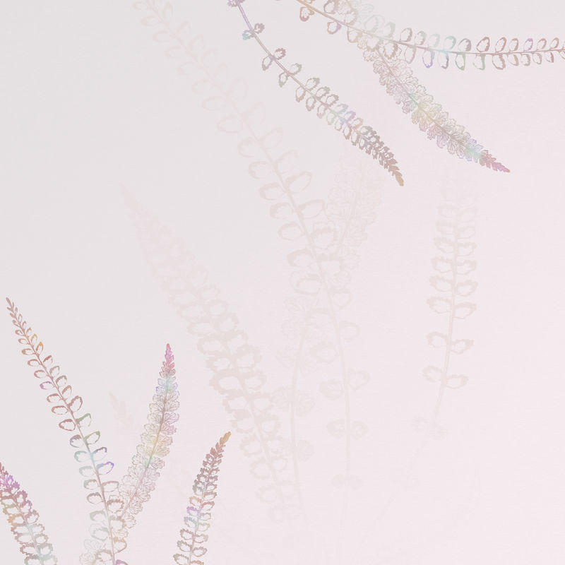 五味子蕨类植物框架上的粉红色背景设计资源