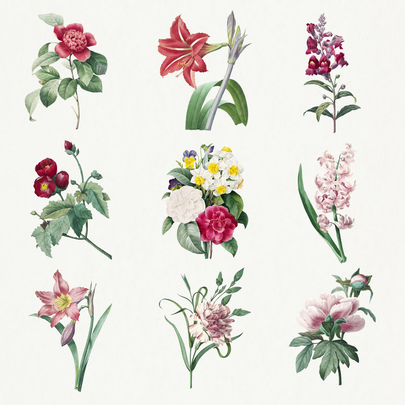 花卉植物psd艺术印刷套装由Pierre Joseph Redout的艺术作品混合而成\u0026eacute；