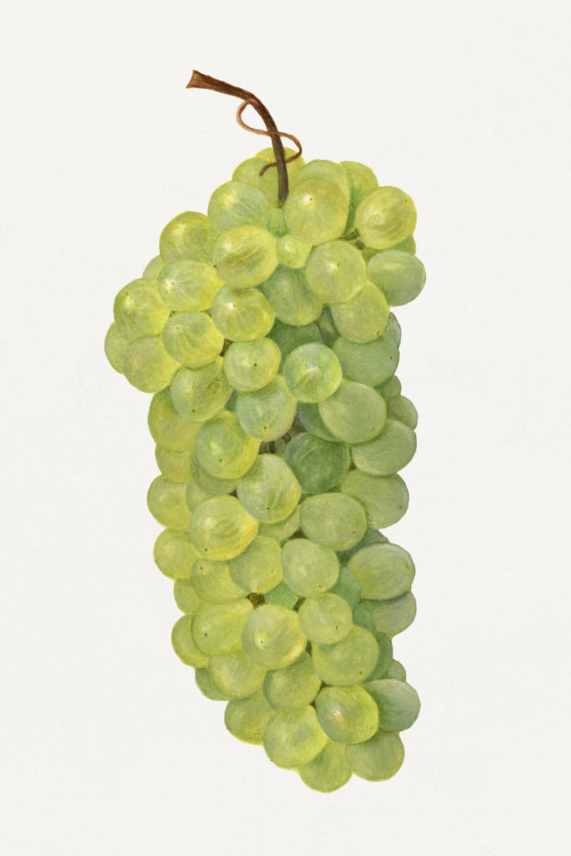 一堆绿色葡萄插图模型