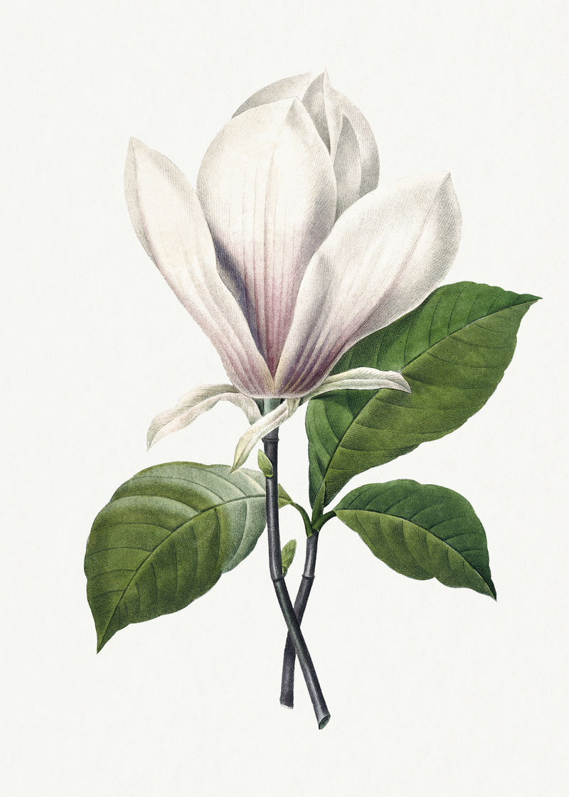 植物木兰花psd插图由Pierre Joseph Redout的艺术作品混合而成\u0026eacute；