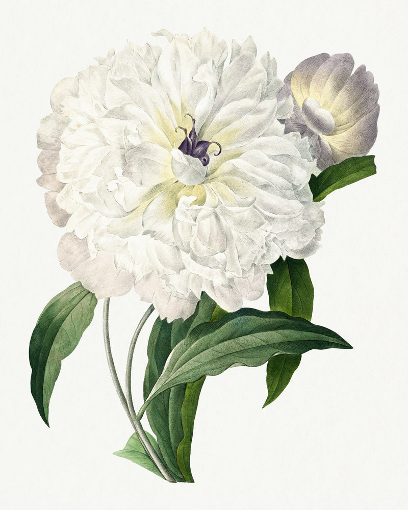 复古牡丹花psd植物艺术印刷品由Pierre Joseph Redout的艺术作品混合而成\u0026eacute；