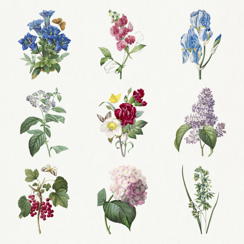 花卉psd植物插图集由皮埃尔·约瑟夫·雷多特的艺术作品混合而成\u0026eacute；