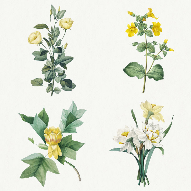黄花psd植物插图集由皮埃尔·约瑟夫·雷多特的艺术作品混合而成\u0026eacute；