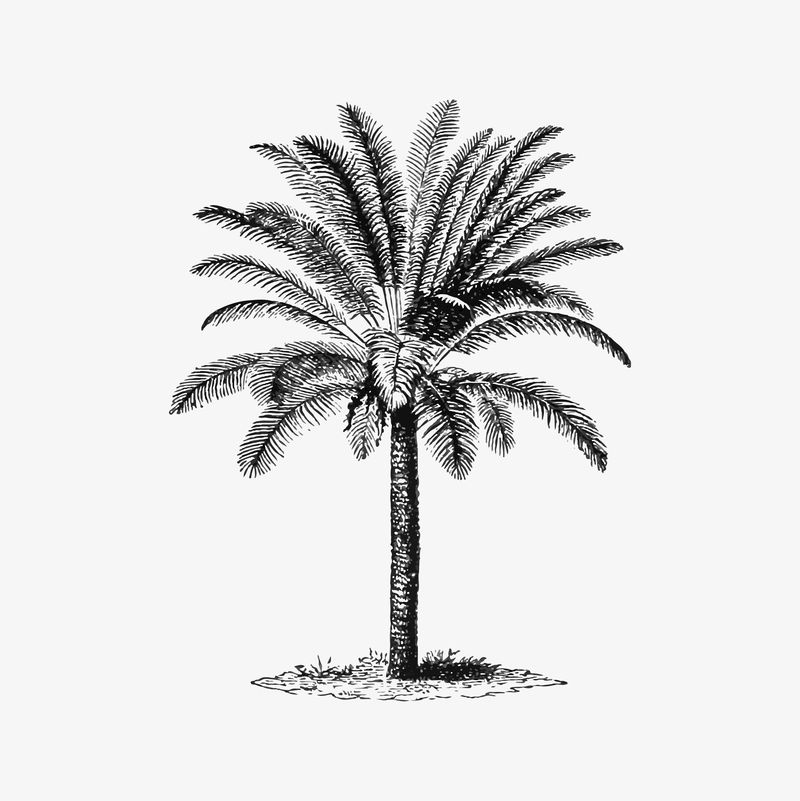 热带棕榈树图解矢量