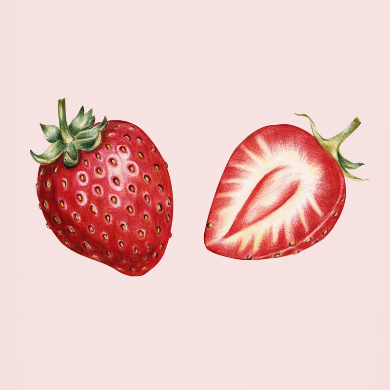 手绘草莓插图