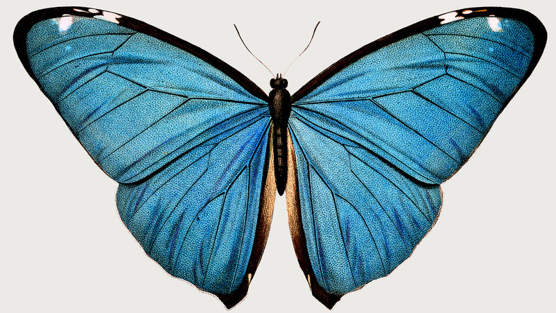 复古常见蓝色蝴蝶插图设计元素