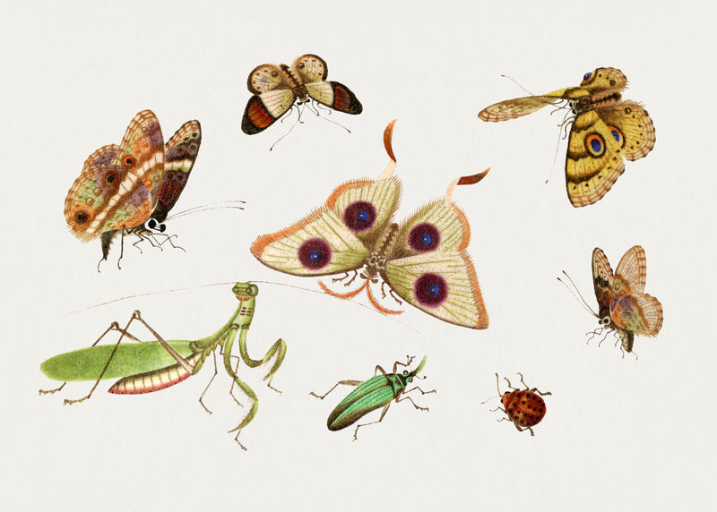 Psd蝴蝶飞蛾螳螂和虫子复古插图集