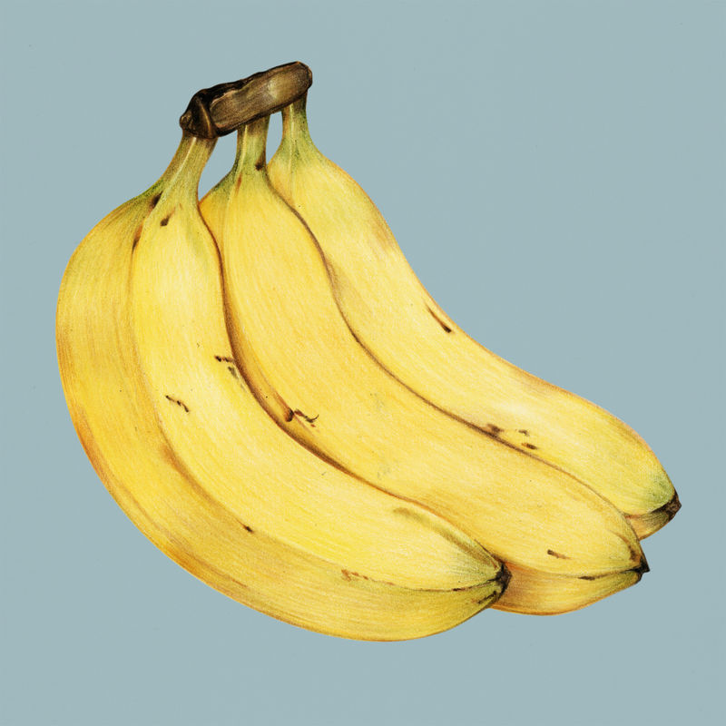 手绘香蕉插图