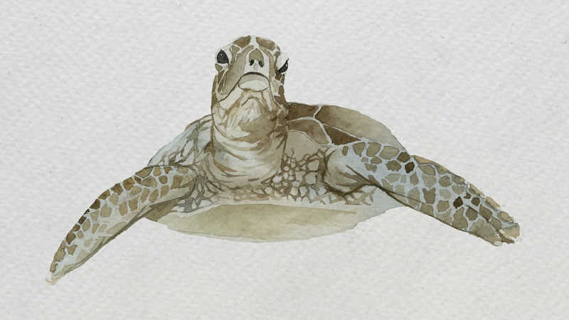 水彩画白帆布模板海龟
