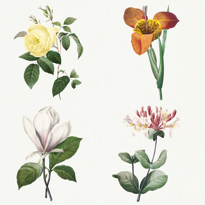 植物花卉psd艺术印刷套装由Pierre Joseph Redout的艺术作品混合而成\u0026eacute；