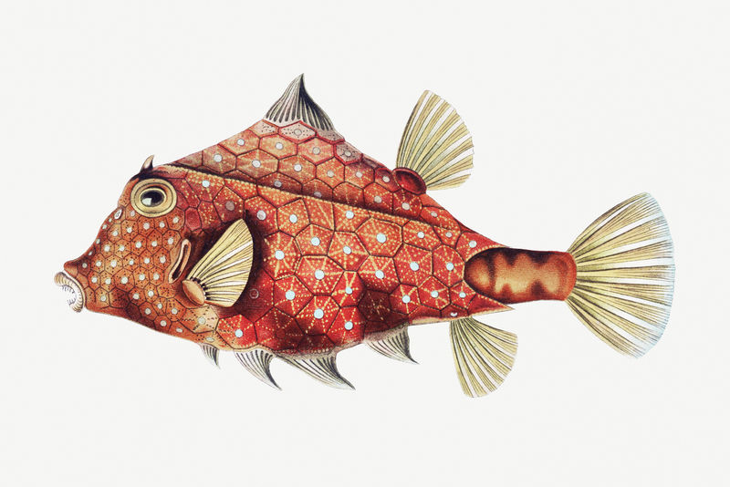 白色背景上的复古鱼插图