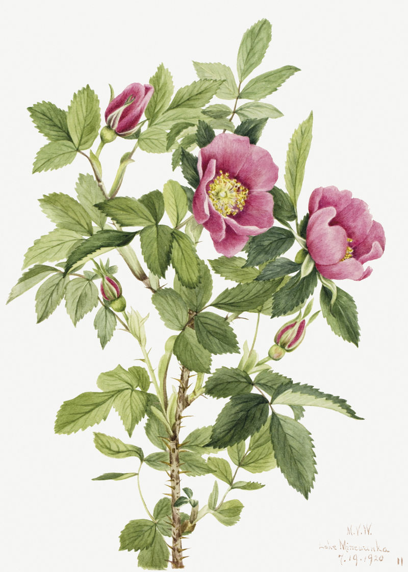 布热厄玫瑰植物插画水彩画