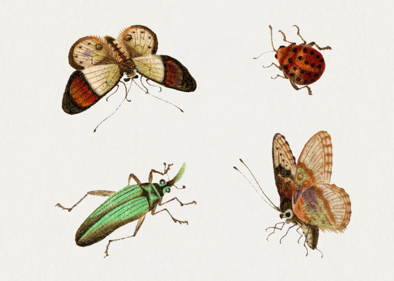 Psd蝴蝶和虫子复古图纸集