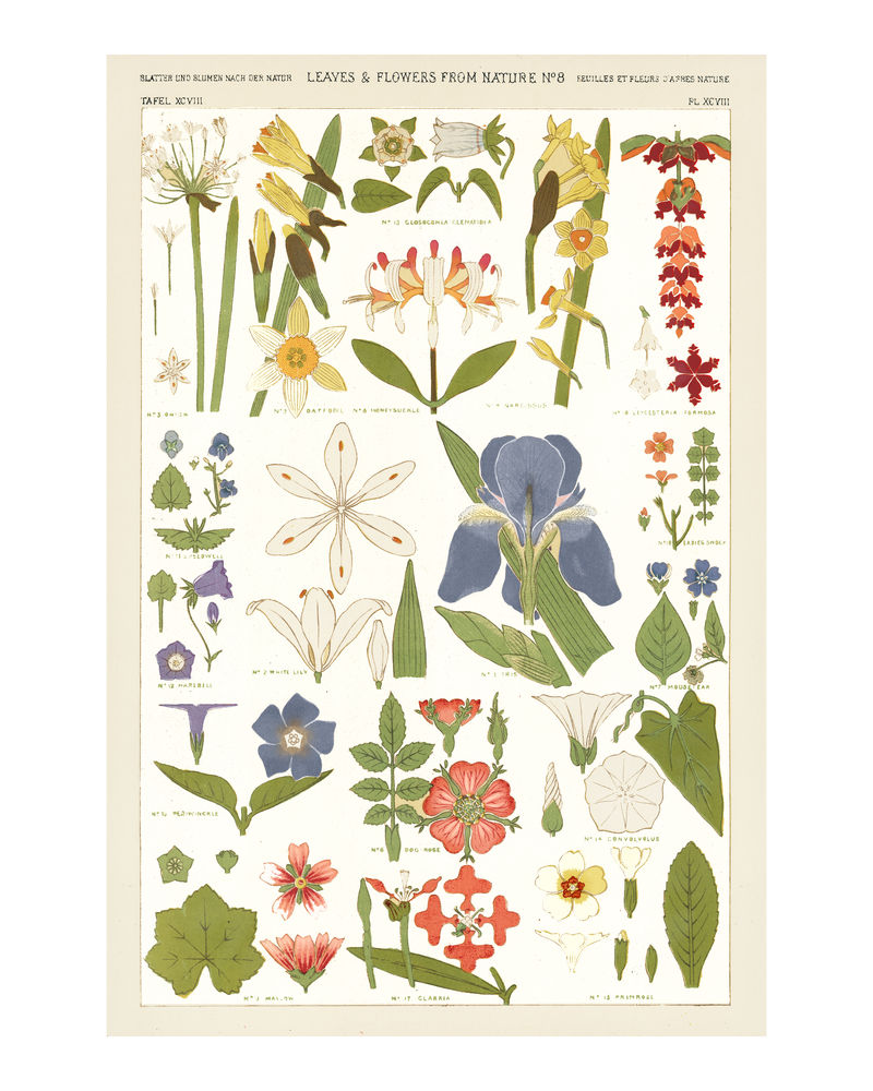 一套树叶和花朵复古插画墙壁艺术印刷品和海报设计混搭自欧文·琼斯的原创艺术作品