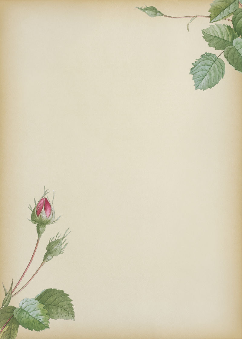 米色背景双苔藓玫瑰插图