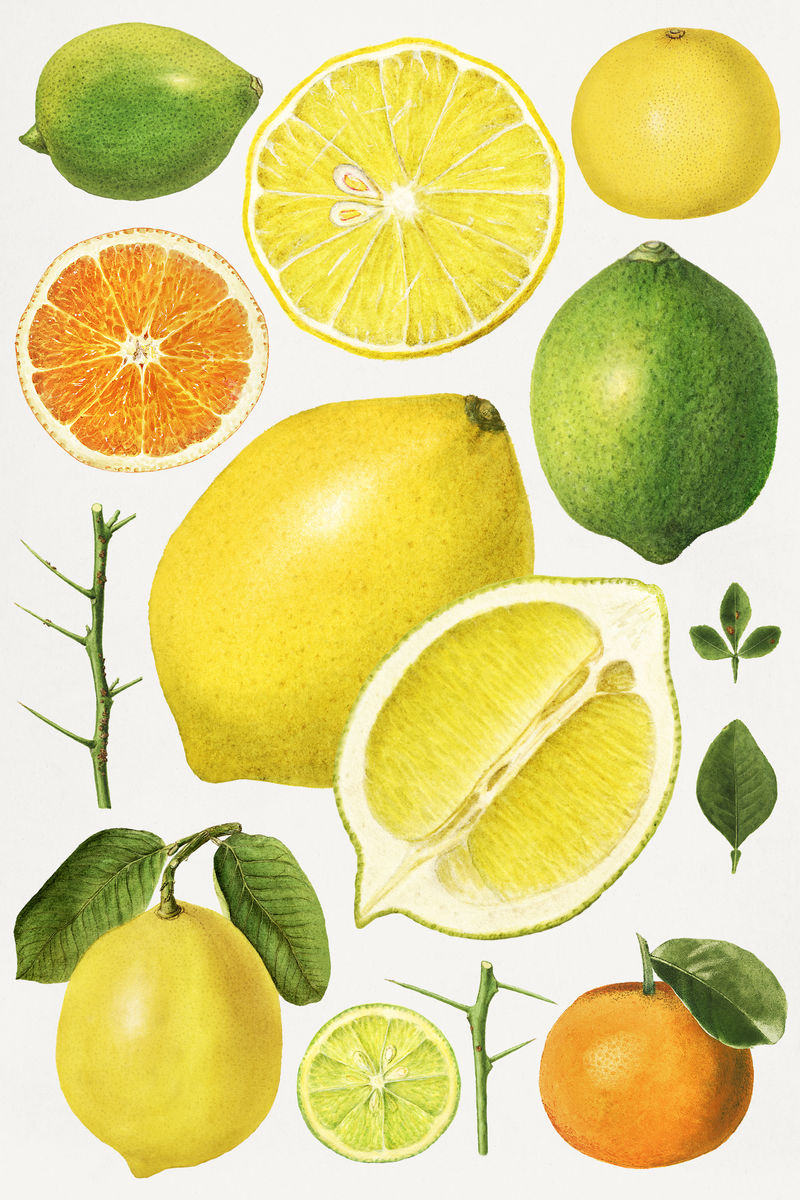 手绘天然新鲜混合柑橘插图