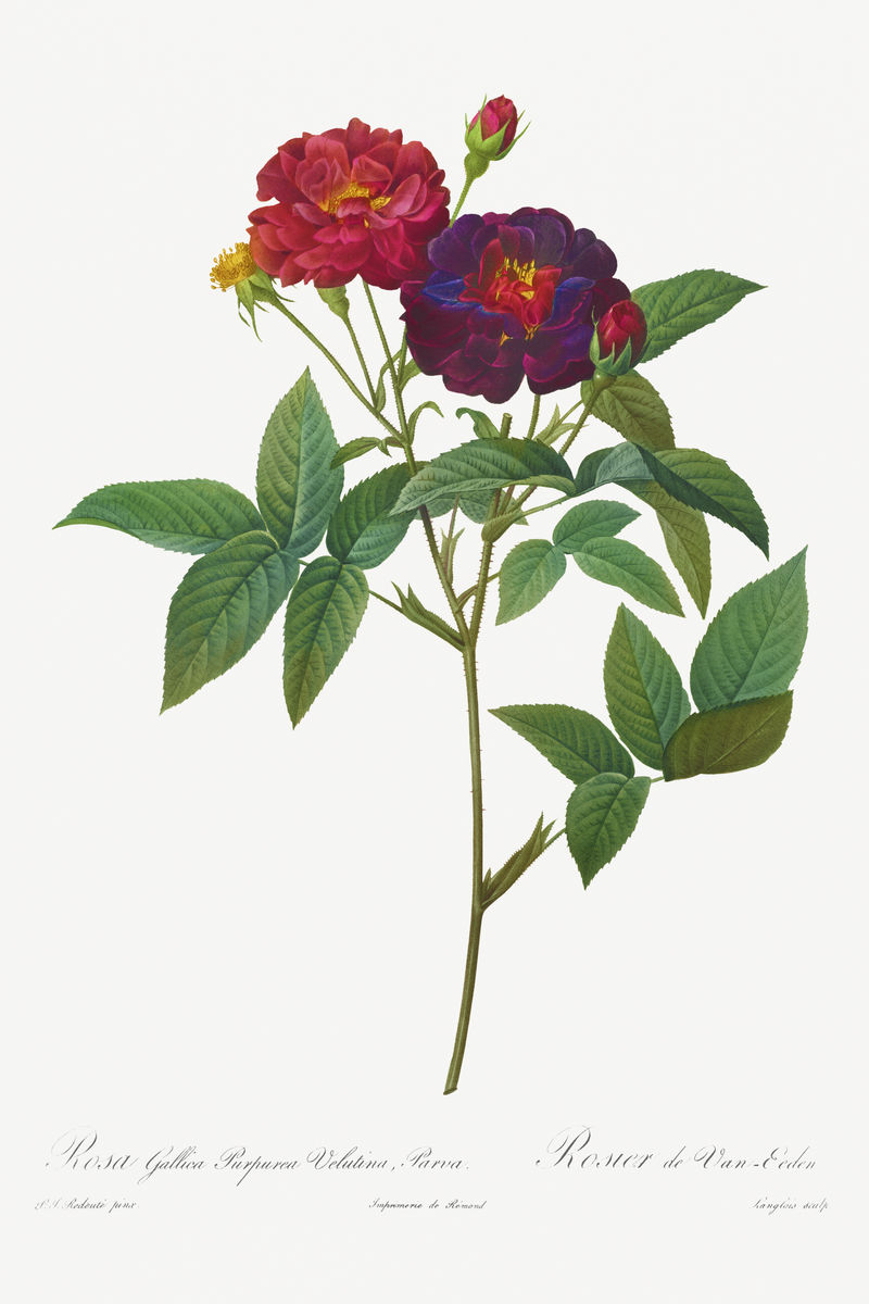 玫瑰加利卡紫罗兰小绒毛插图海报模型
