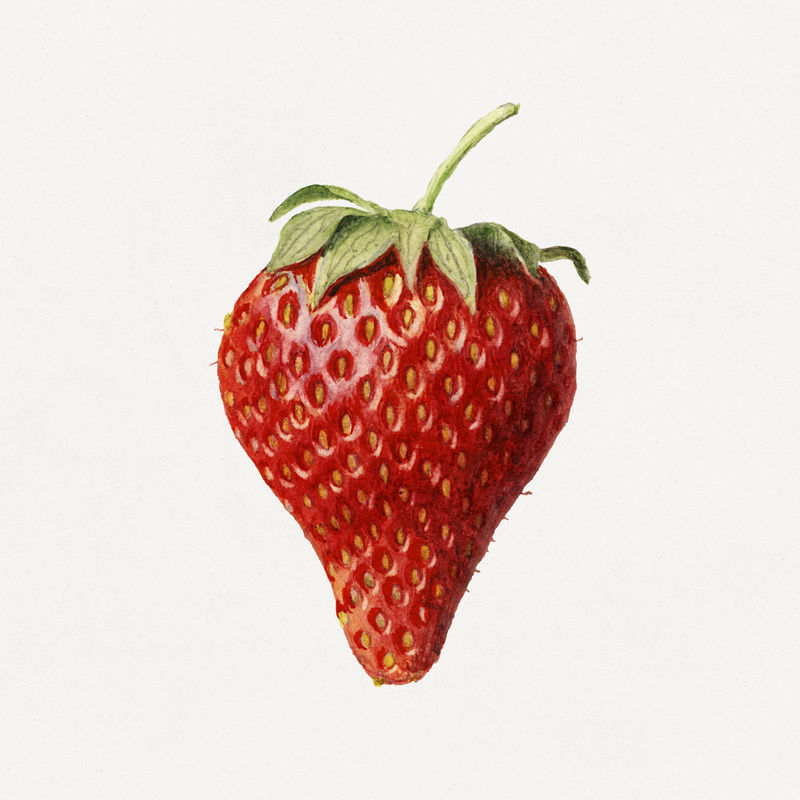 复古草莓插画模型
