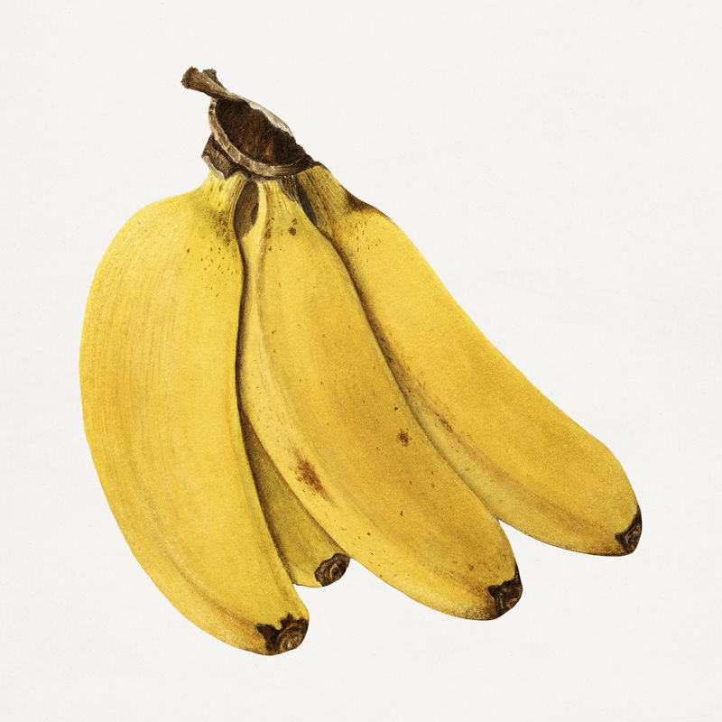 复古香蕉插图模型