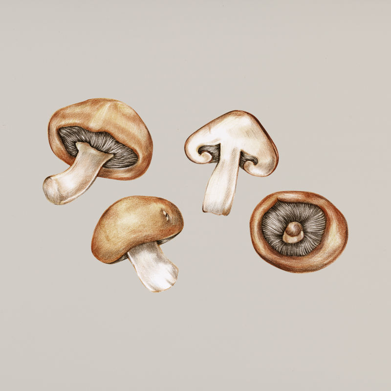 手绘蘑菇图