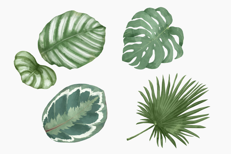 植物水彩叶插画集