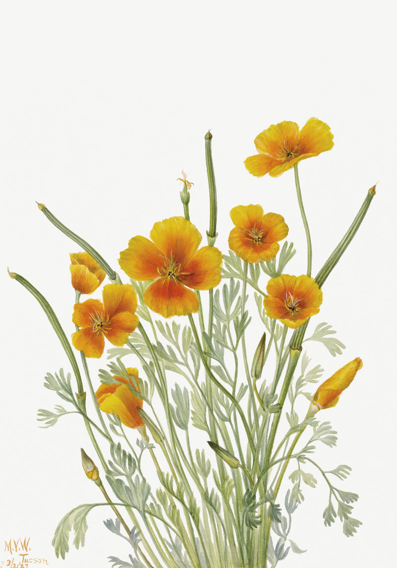 黄色墨西哥罂粟花植物插画水彩画