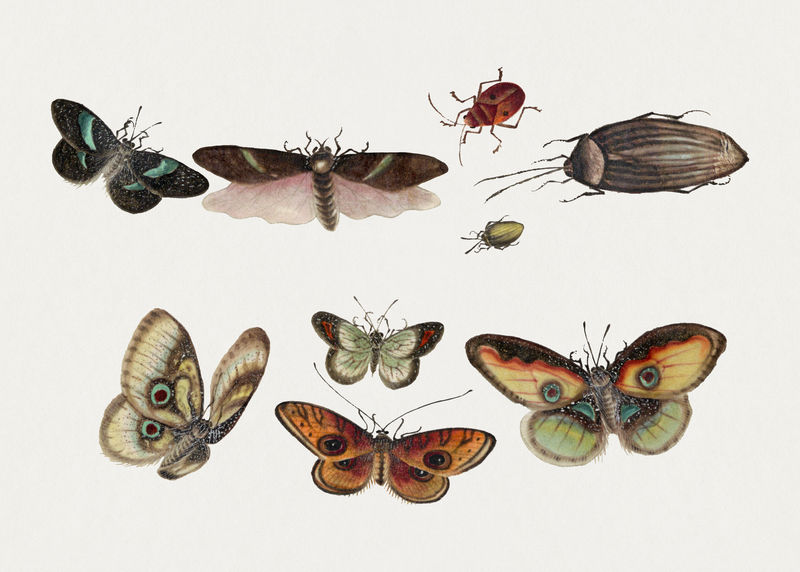 Psd蝴蝶飞蛾和昆虫复古插图集
