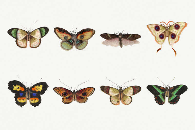 蝴蝶和飞蛾昆虫psd复古绘画集