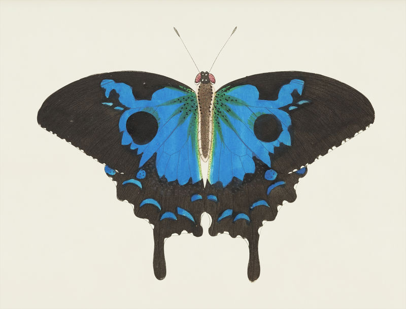 《博物学家》中的帕皮里奥·迪奥米德或尤利西斯蝴蝶插图\u0026#39；乔治·肖（1751-1813）的《s杂集》（1789-1813）