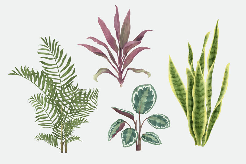 植物水彩叶插画集