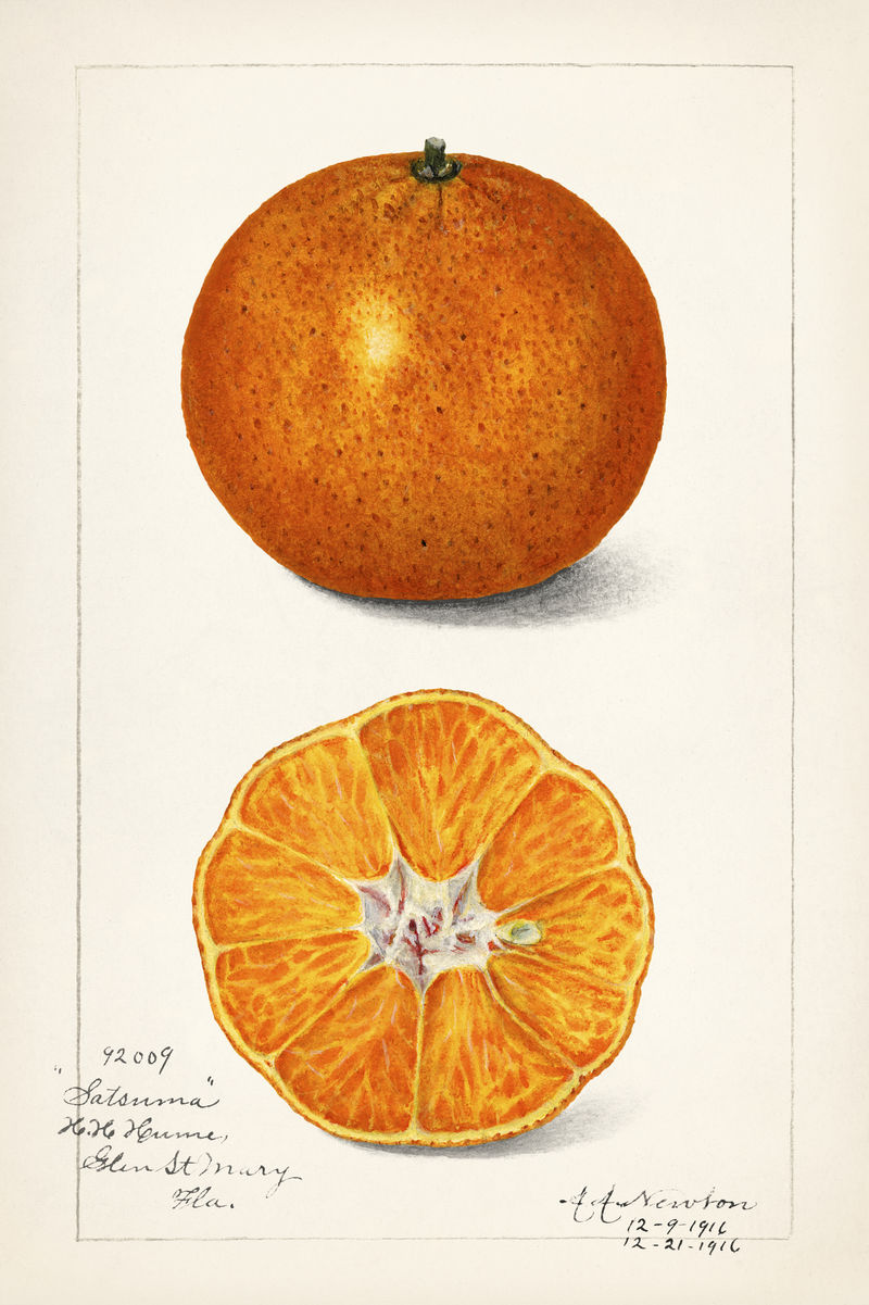 陈年橘子插图模型