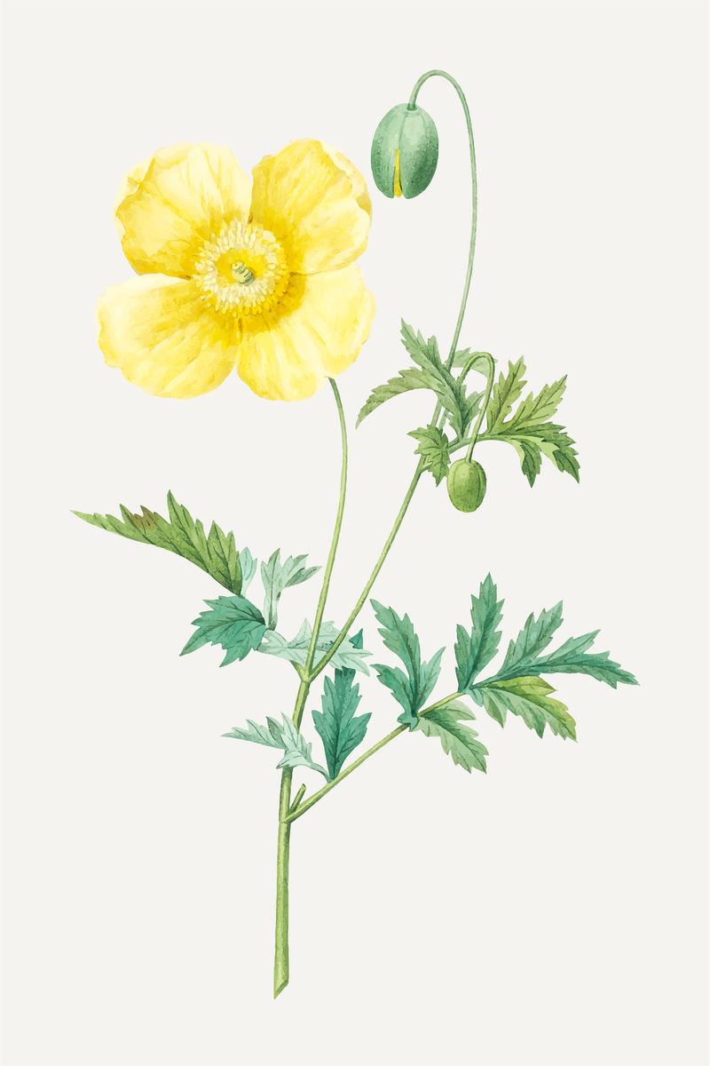 威尔士罂粟花植物载体由皮埃尔·约瑟夫·雷多特的艺术作品混合而成\u0026eacute；
