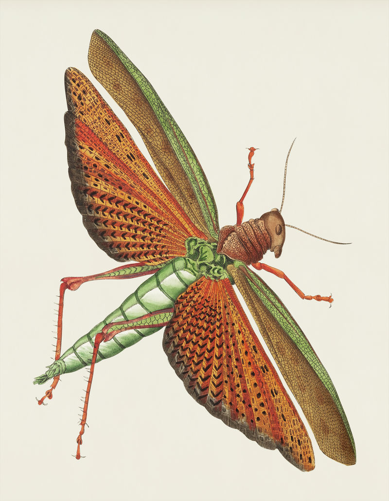 博物学家御用蝗虫插图\u0026#39；乔治·肖（1751-1813）的《s杂集》（1789-1813）