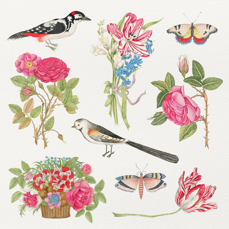 复古花卉和鸟类psd插图集从史密森尼档案馆18世纪的艺术品混合而成