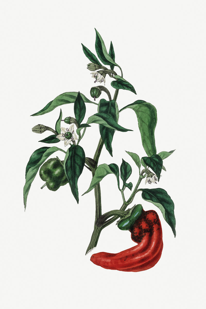 植物辣椒植物陈年插图
