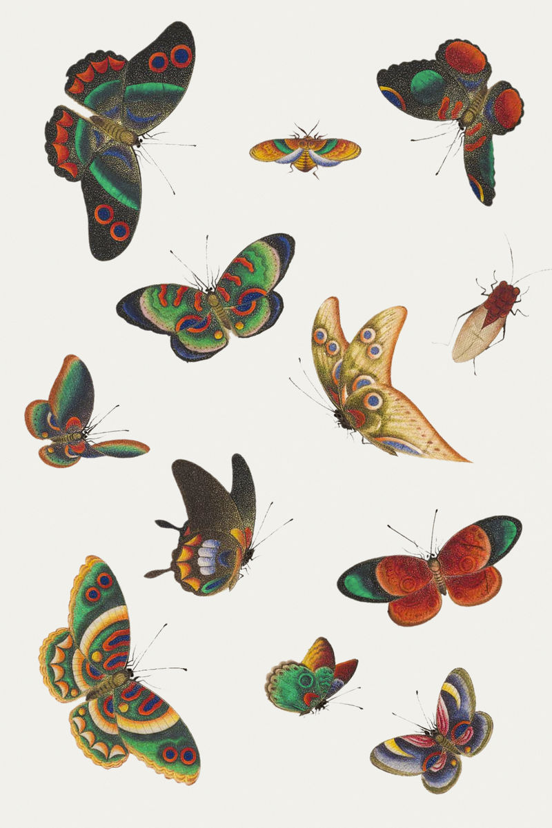 美丽的老式中国蝴蝶和昆虫插图设置模型