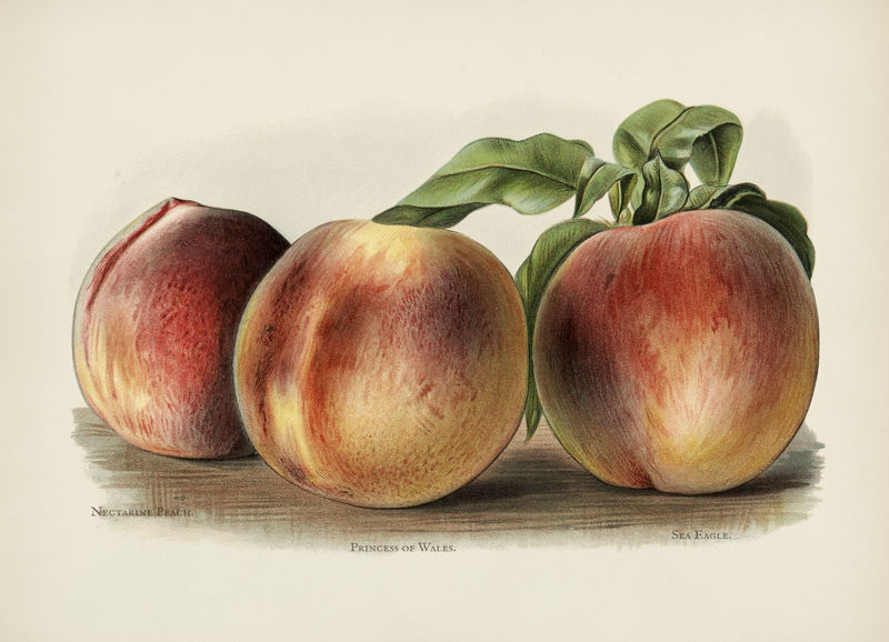 水果种植者指南：桃的陈年插图