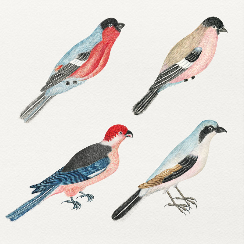 水彩复古psd鸟集从18世纪的艺术作品从史密森档案混合
