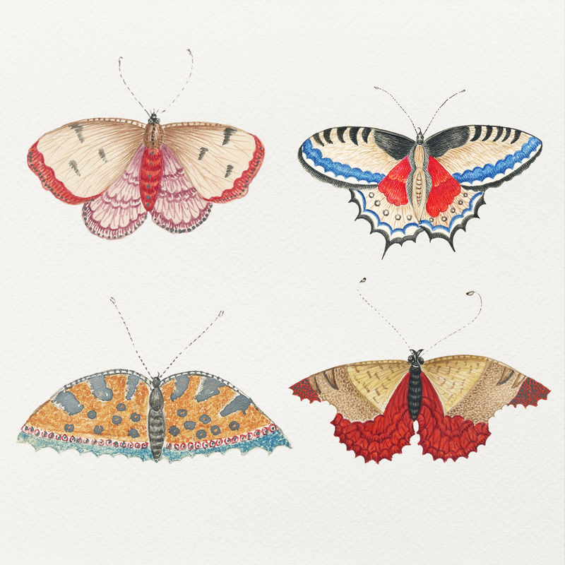 复古水彩蝴蝶和飞蛾psd插图集从18世纪的史密森档案馆的艺术品混合