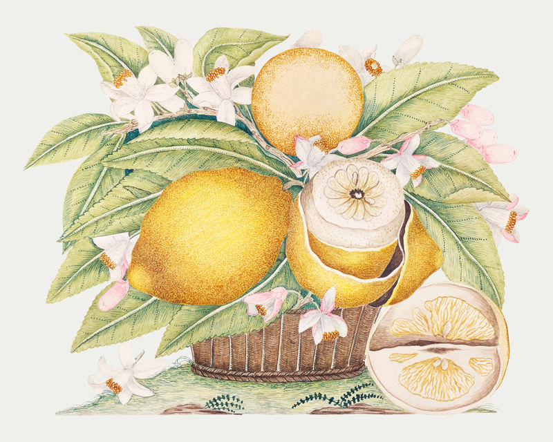 篮子里的柠檬和花朵混合了18世纪史密森档案馆的艺术品