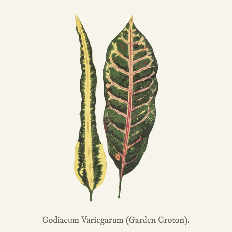 Garden Croton（Codiaeum Variegarum）found in \u003ca href=\u0022https:\/www
