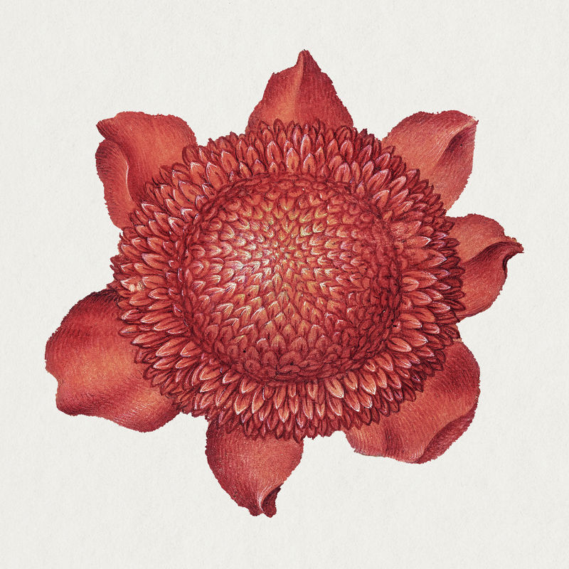 红罂粟银莲花手绘